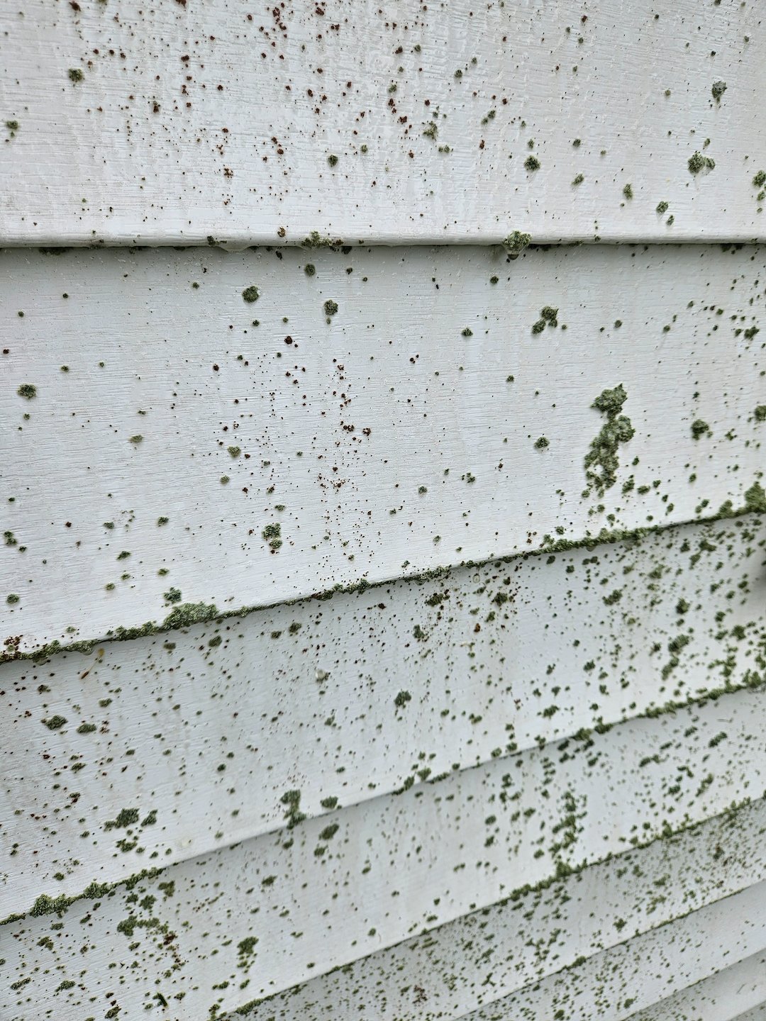 Top-Rated House Washing & Algae Removal in Harrisonburg and Staunton Virginia! Thumbnail